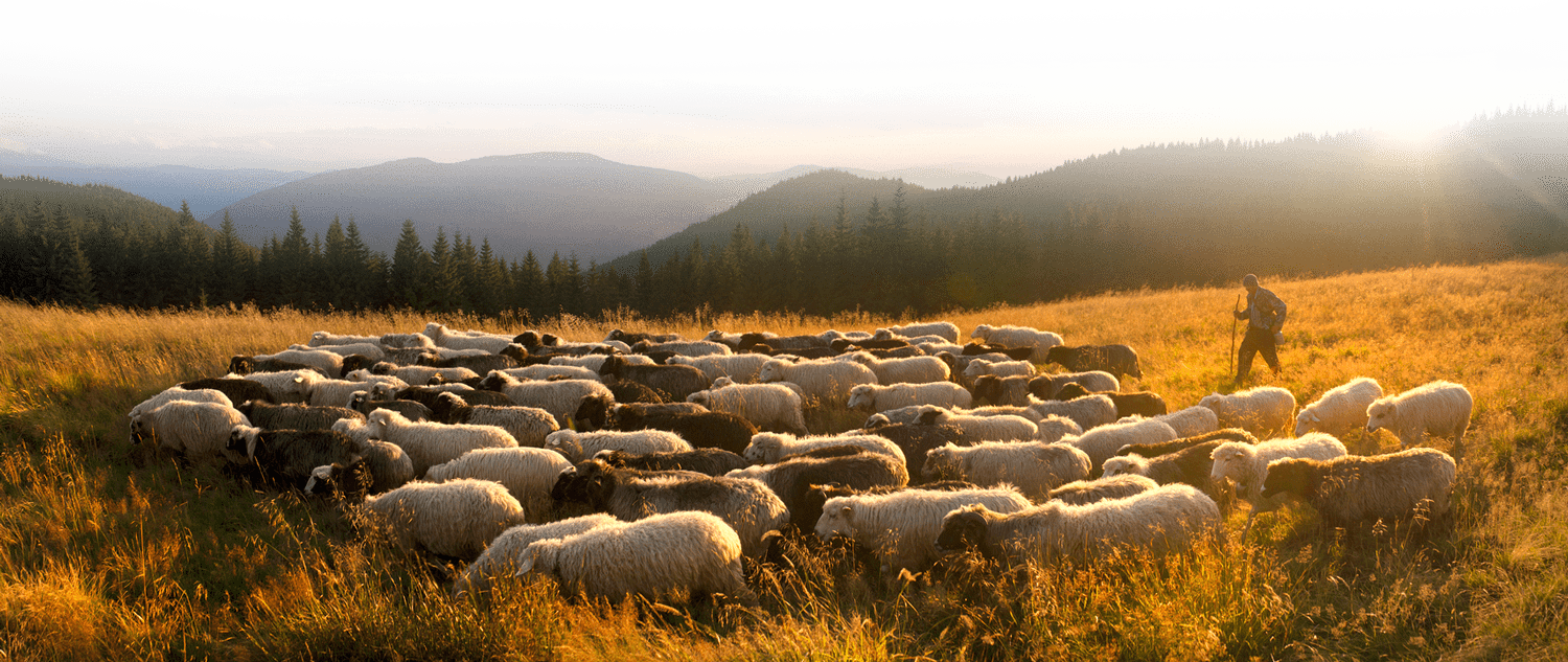 Person herding sheep