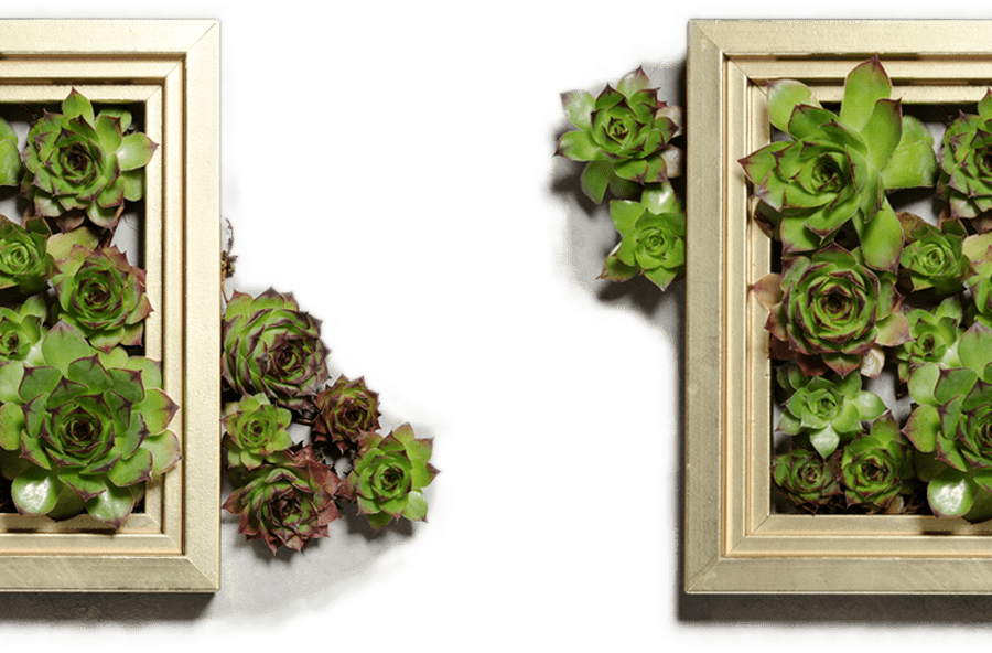 succulent plants decoration in a frame