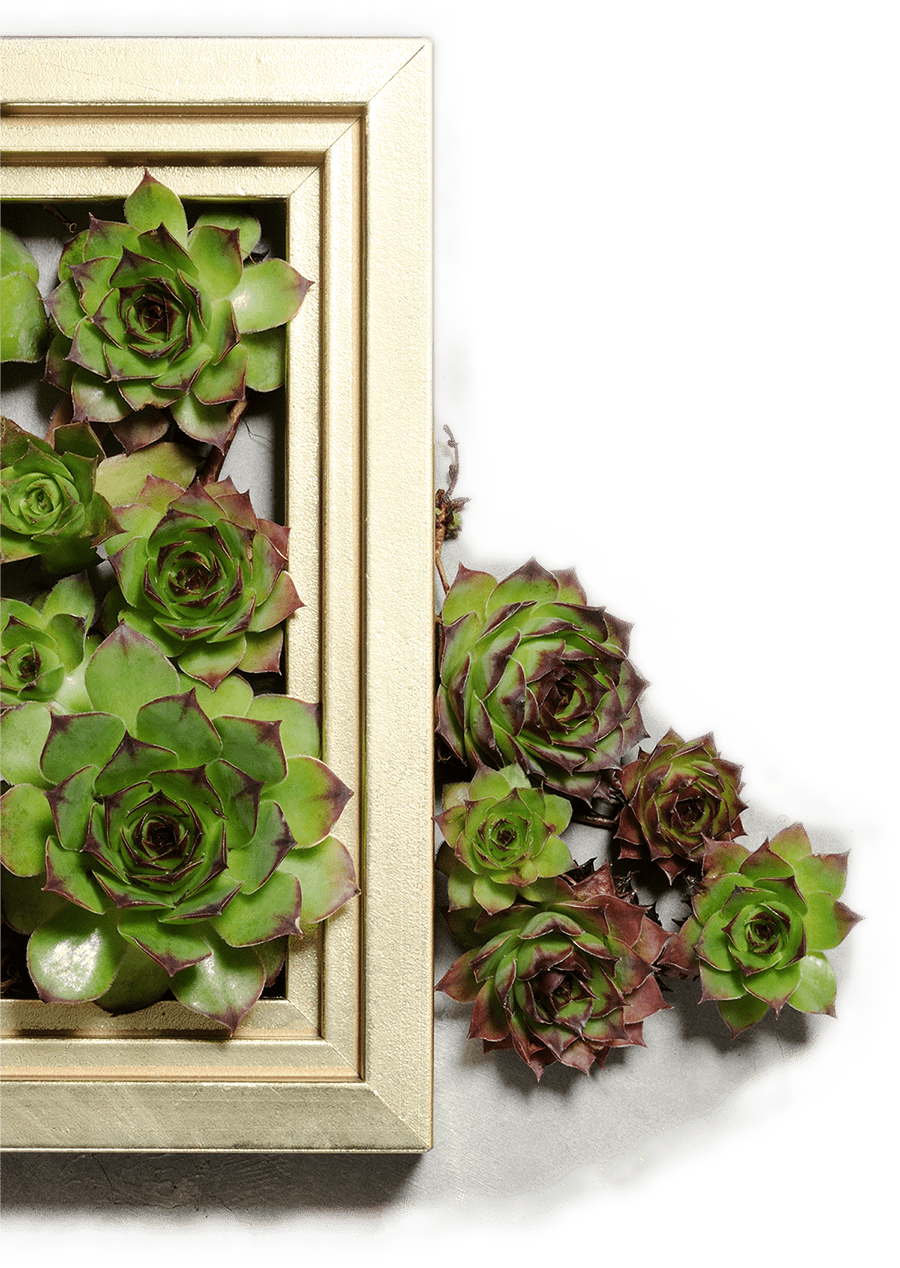 succulent plants decoration in a frame