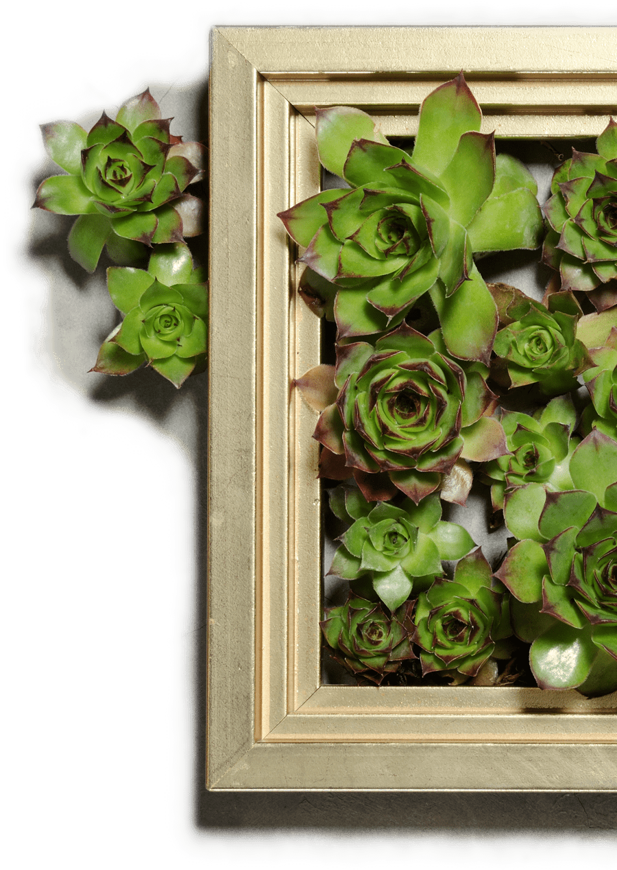 green succulent plants in a frame