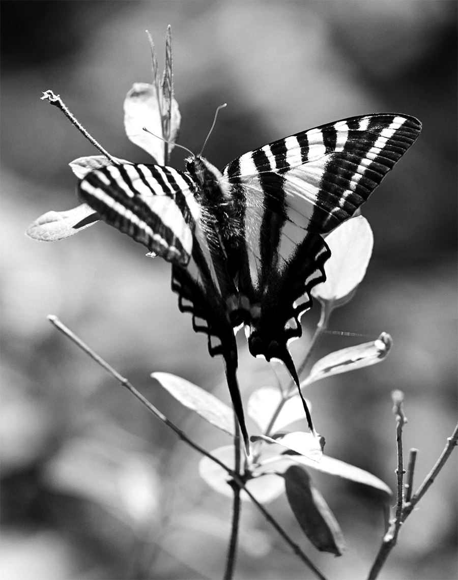 Zebra Swallowtail butterfly on a flower