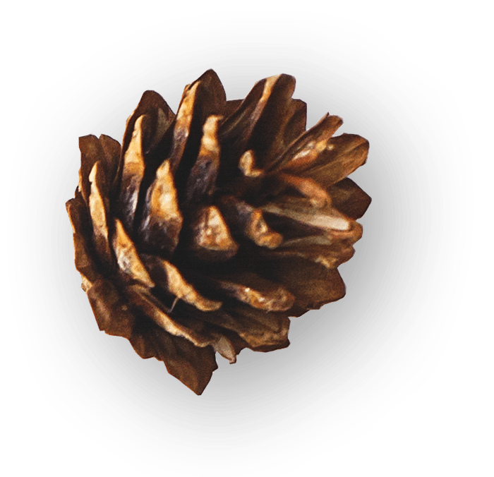 brown pinecone