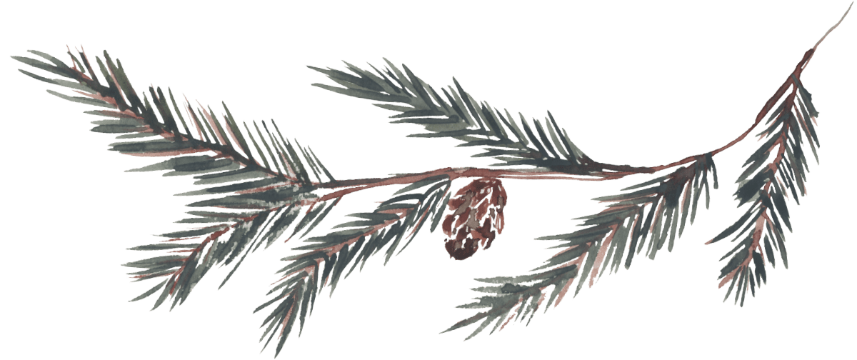 Pine tree branch illustration