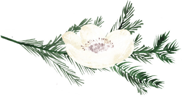 white windflower illustration 