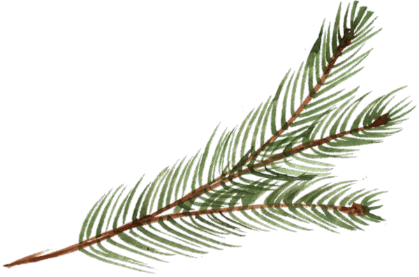 long green pin branch illustration