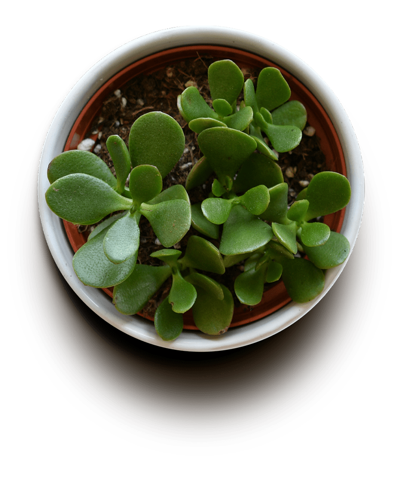 top view of potted succulent