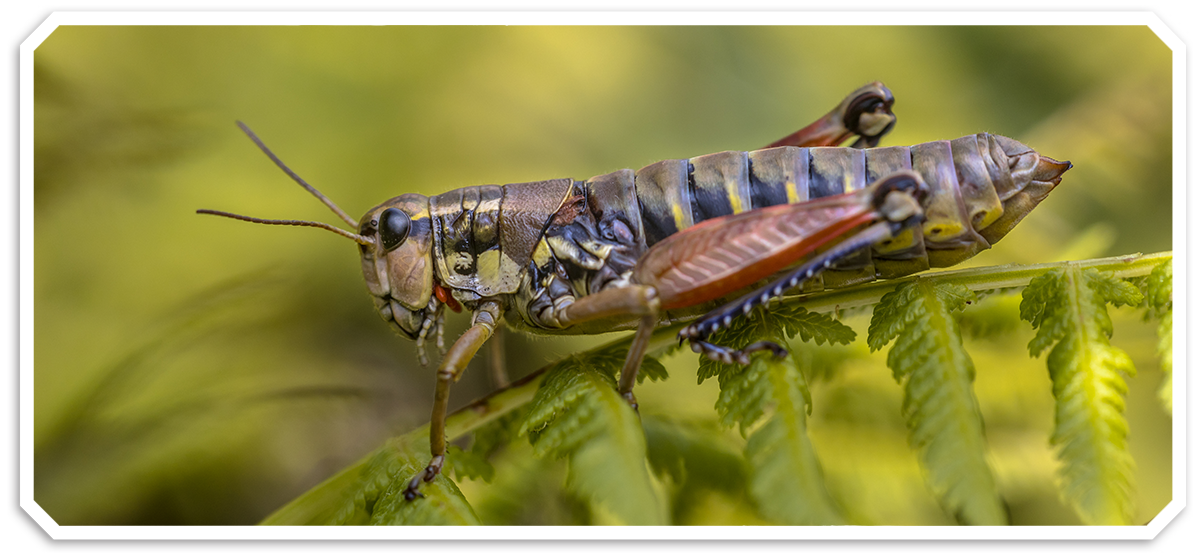 Grasshopper on a plant