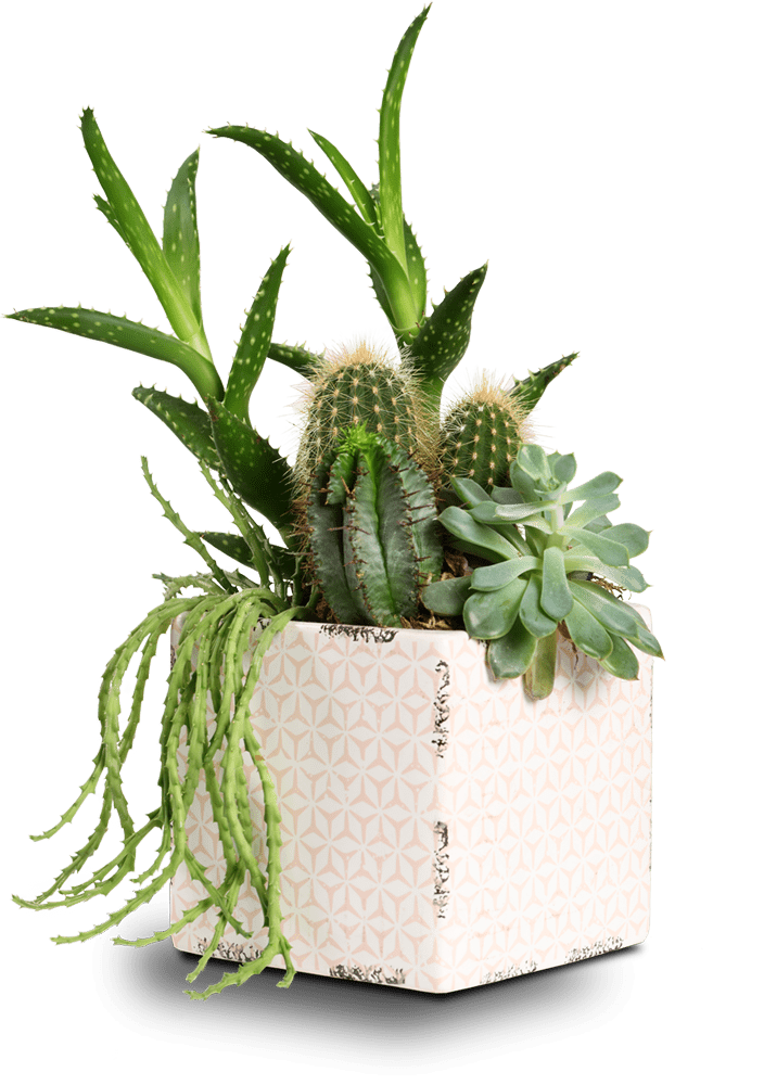 various succulents in square pot