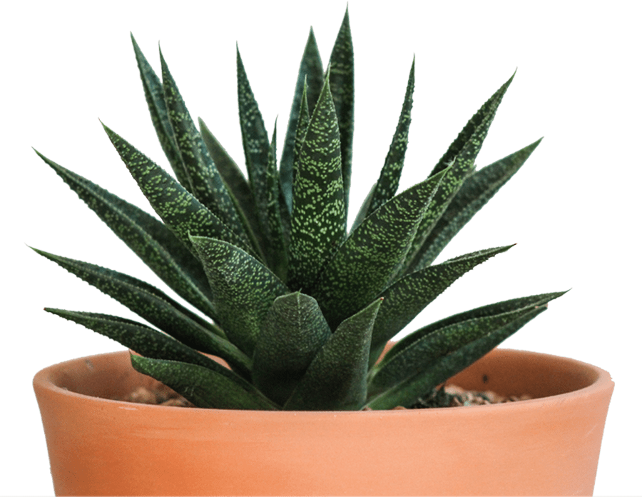close view of spiky succulent in a pot