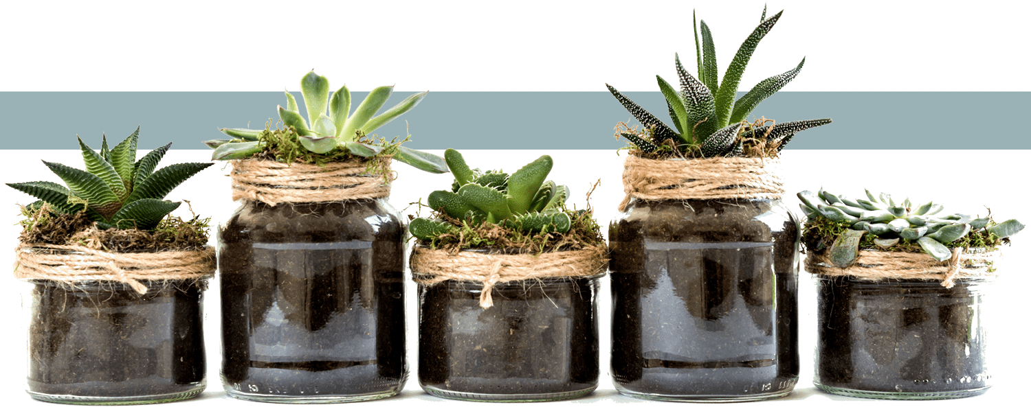 five succulents in glass jars lined up horizontally