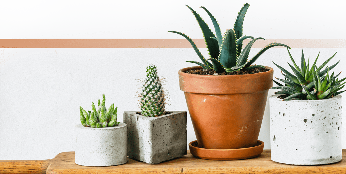 various succulents sit on a wooden board