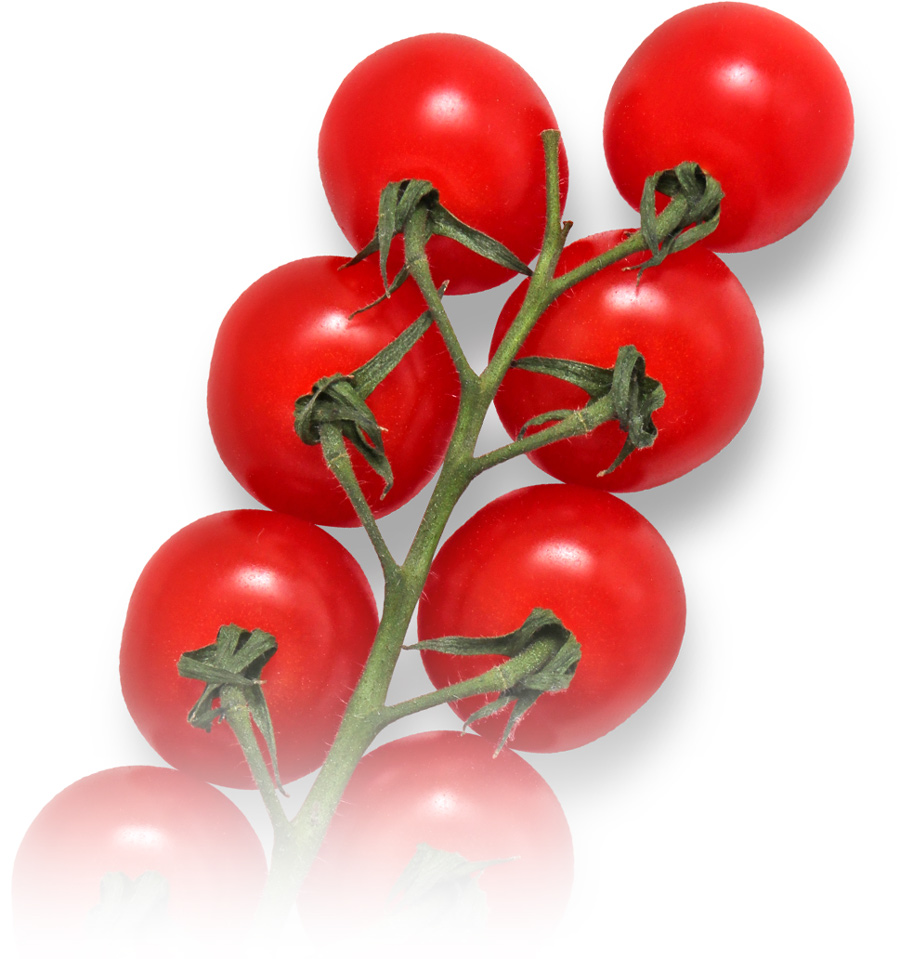 tomatoes still attached to the stem