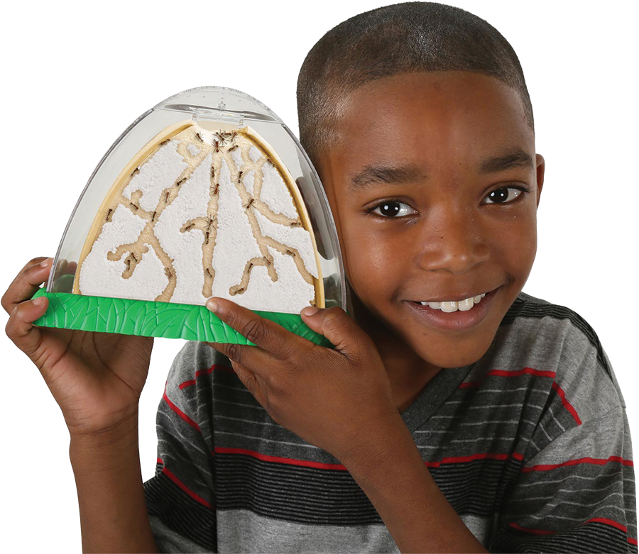 Boy holding up an ant mountain