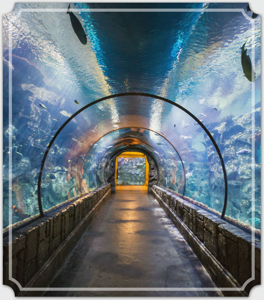 tunnel in an aquarium