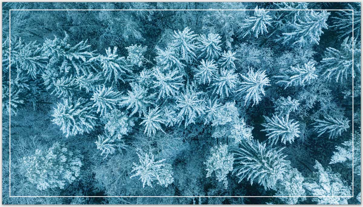 aerial view of plants and trees with a blue filter overlay