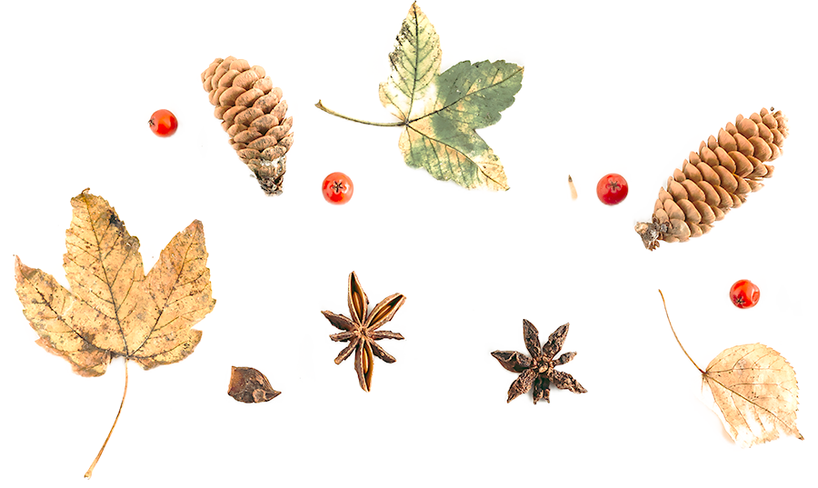 leaves and pine cones