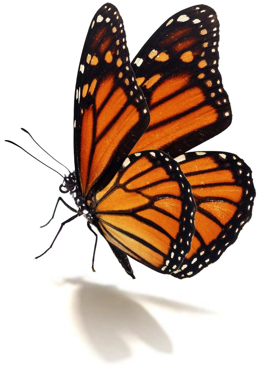a monarch butterfly