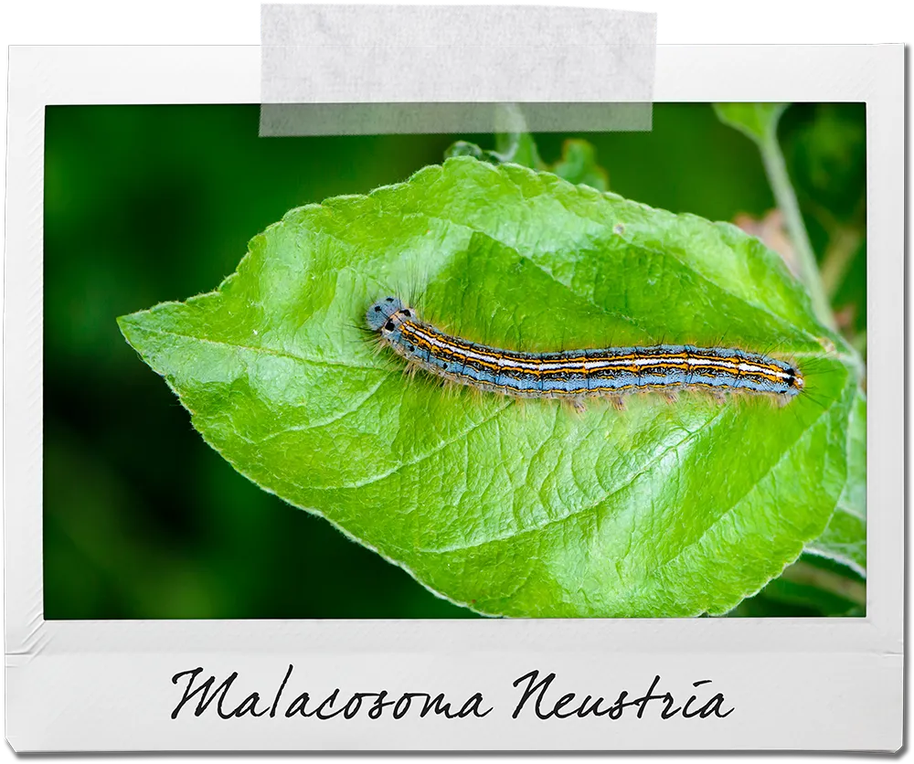 Polaroid of caterpillar on leaf labelled Malacosoma Neustria