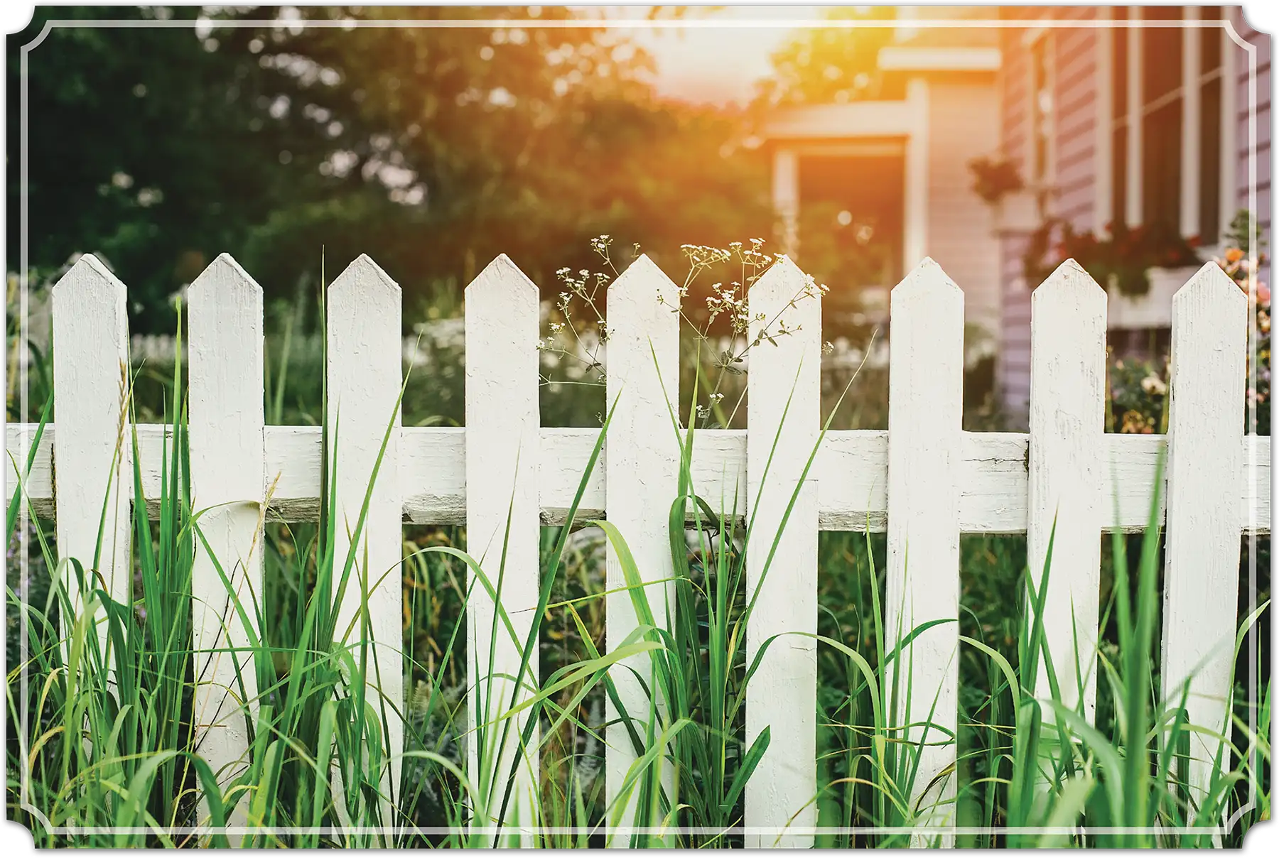 white picket fence with long plants growing around it