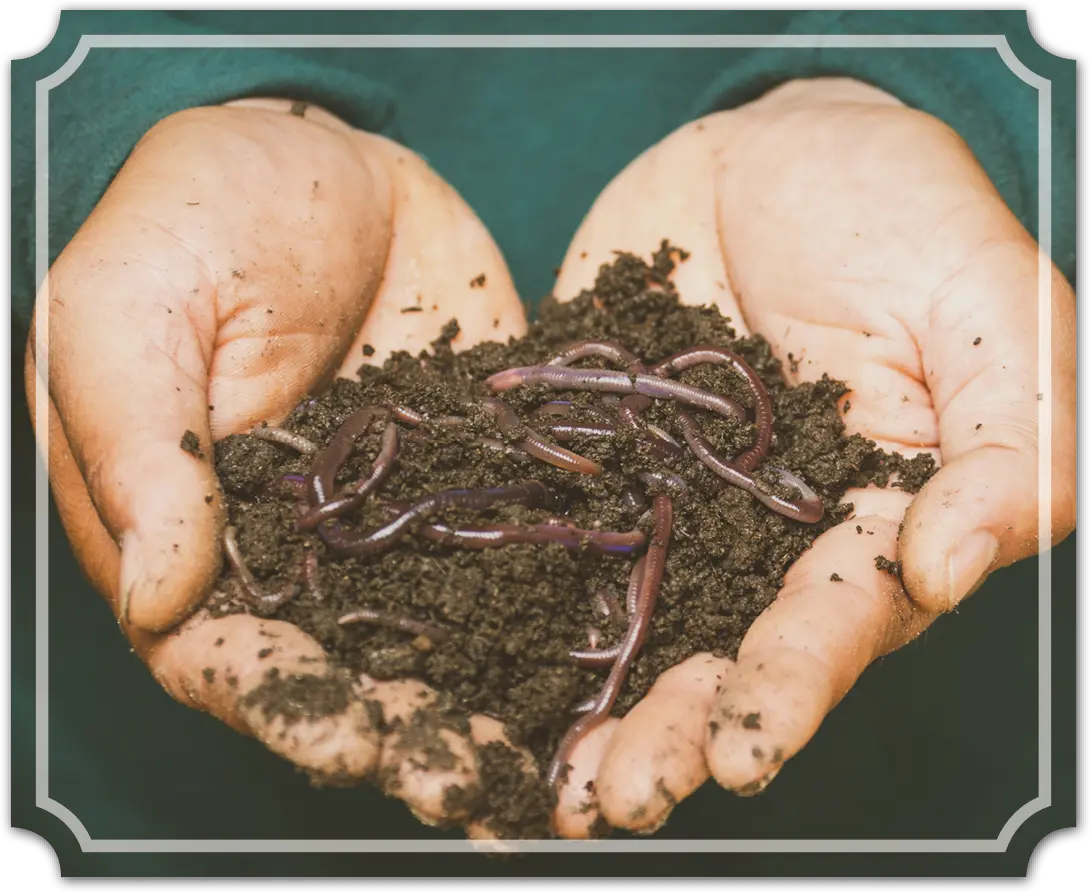 someone holding worms and dirt in both hands