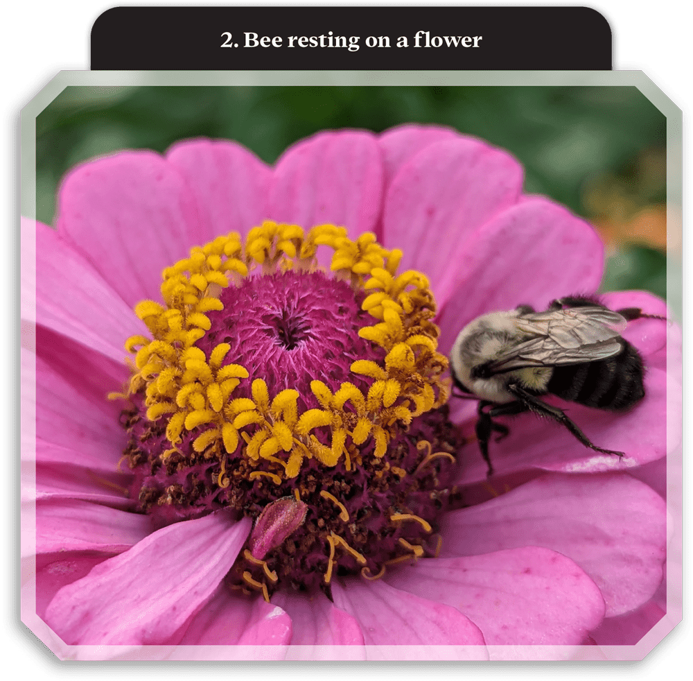 close view of a bee resting close in the stamens of a pink flower