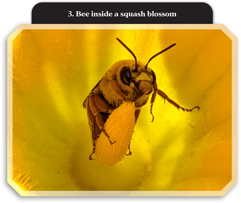 close up of a bee inside a squash blossom