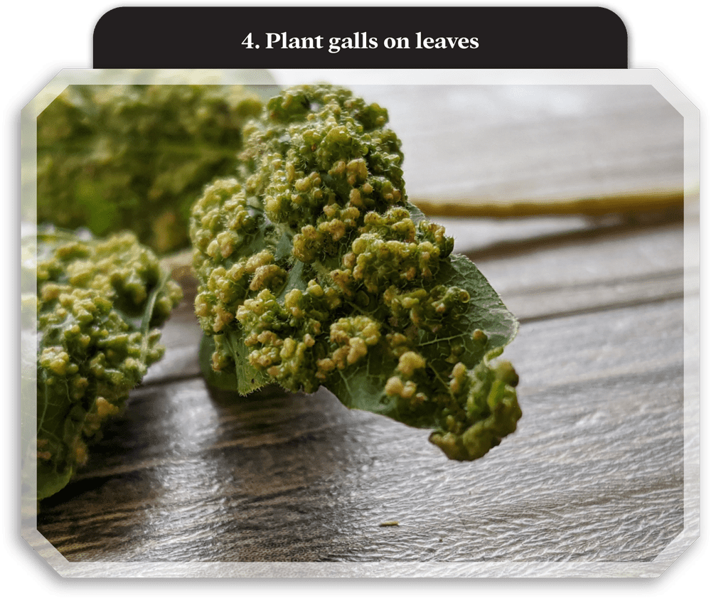 close view of leaves covered in plant galls