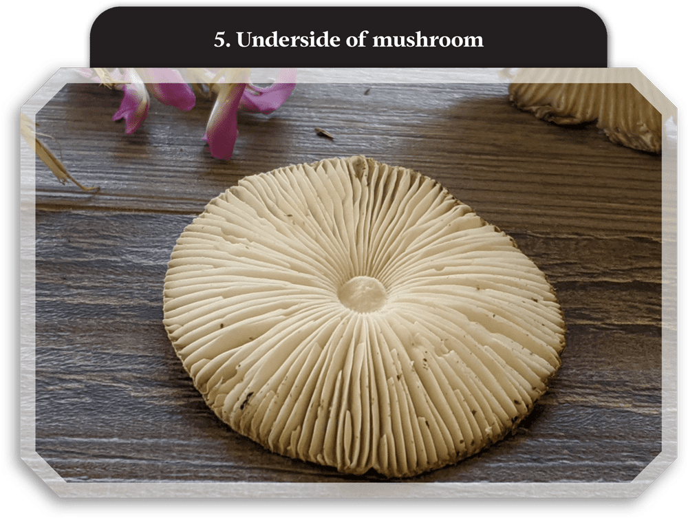 the underside of a large white mushroom