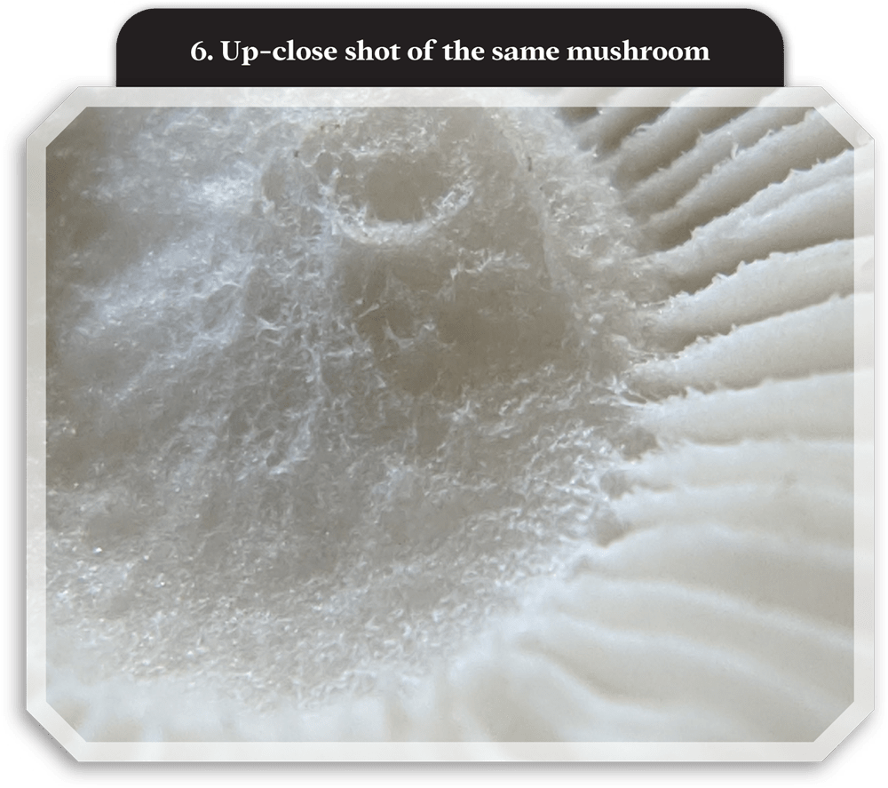 close view of a white mushroom's gills