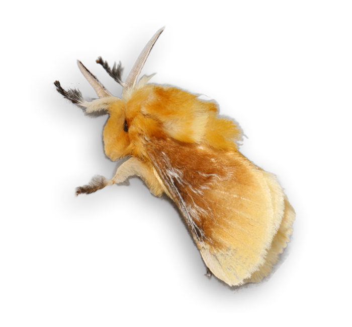 southern flannel moth