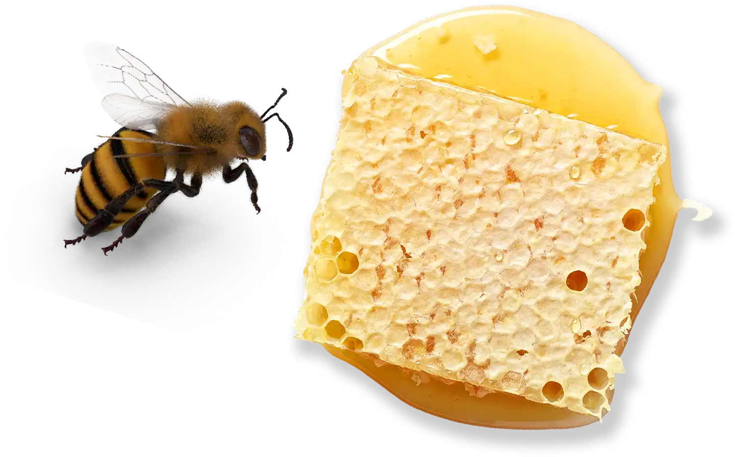 an oversized bee beside a large square chunk of honey comb