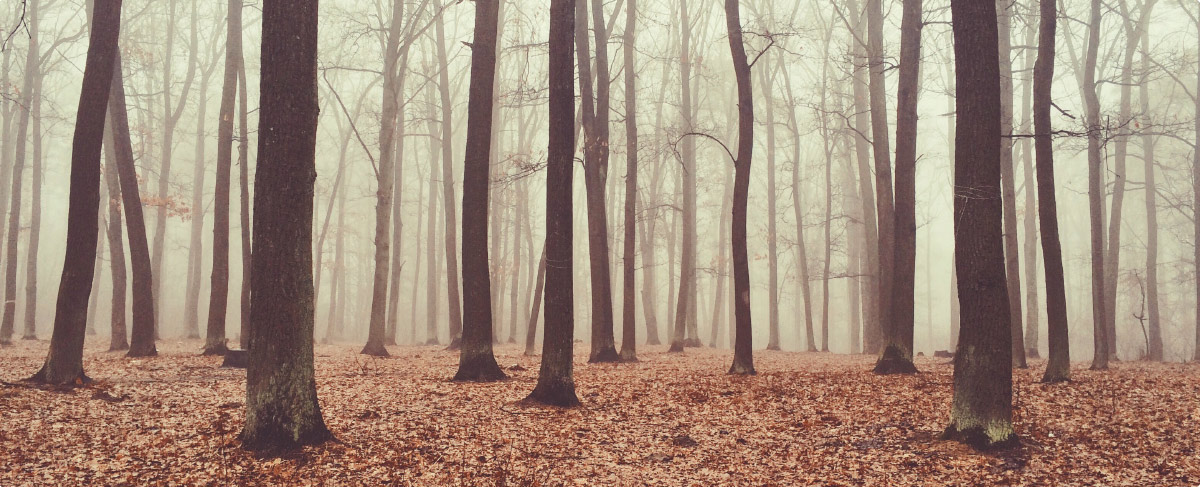 autumnal woods