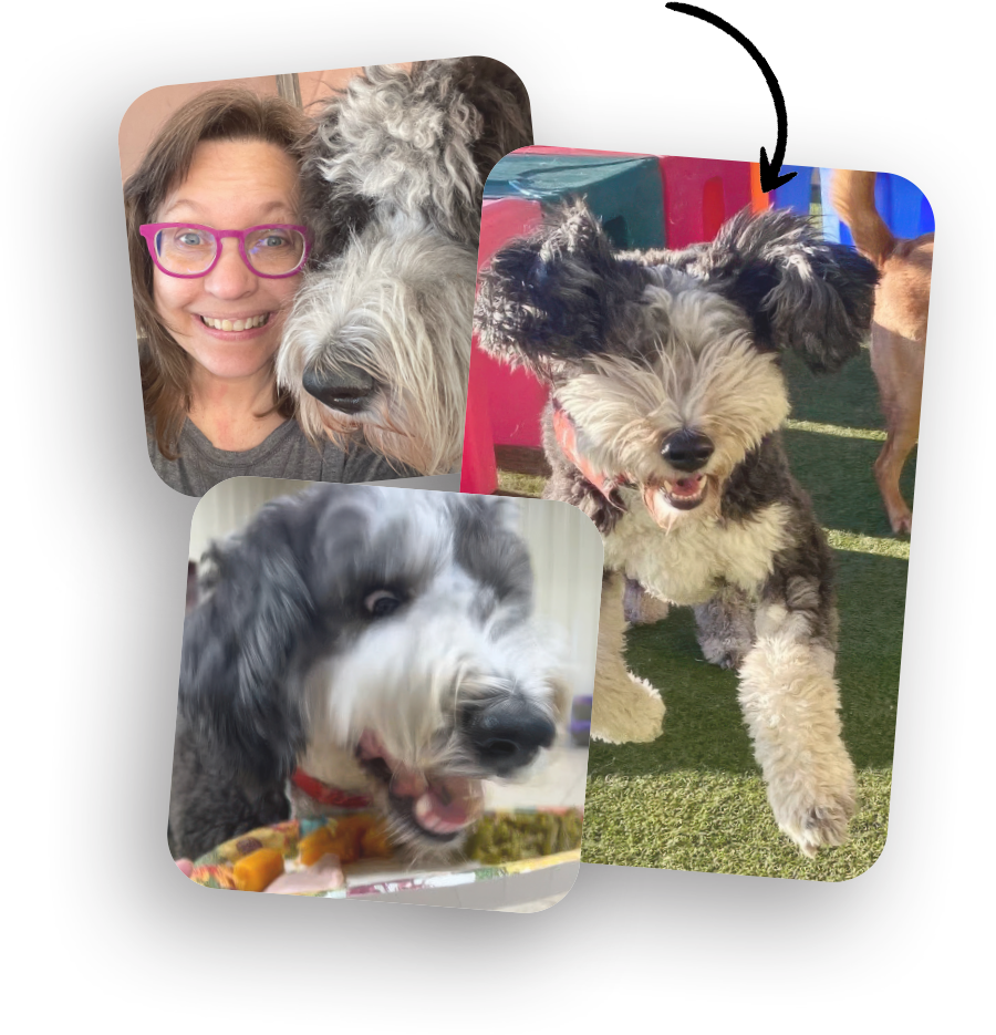 three snapshots of Gus one being a selfie with his owner and the others of him running around