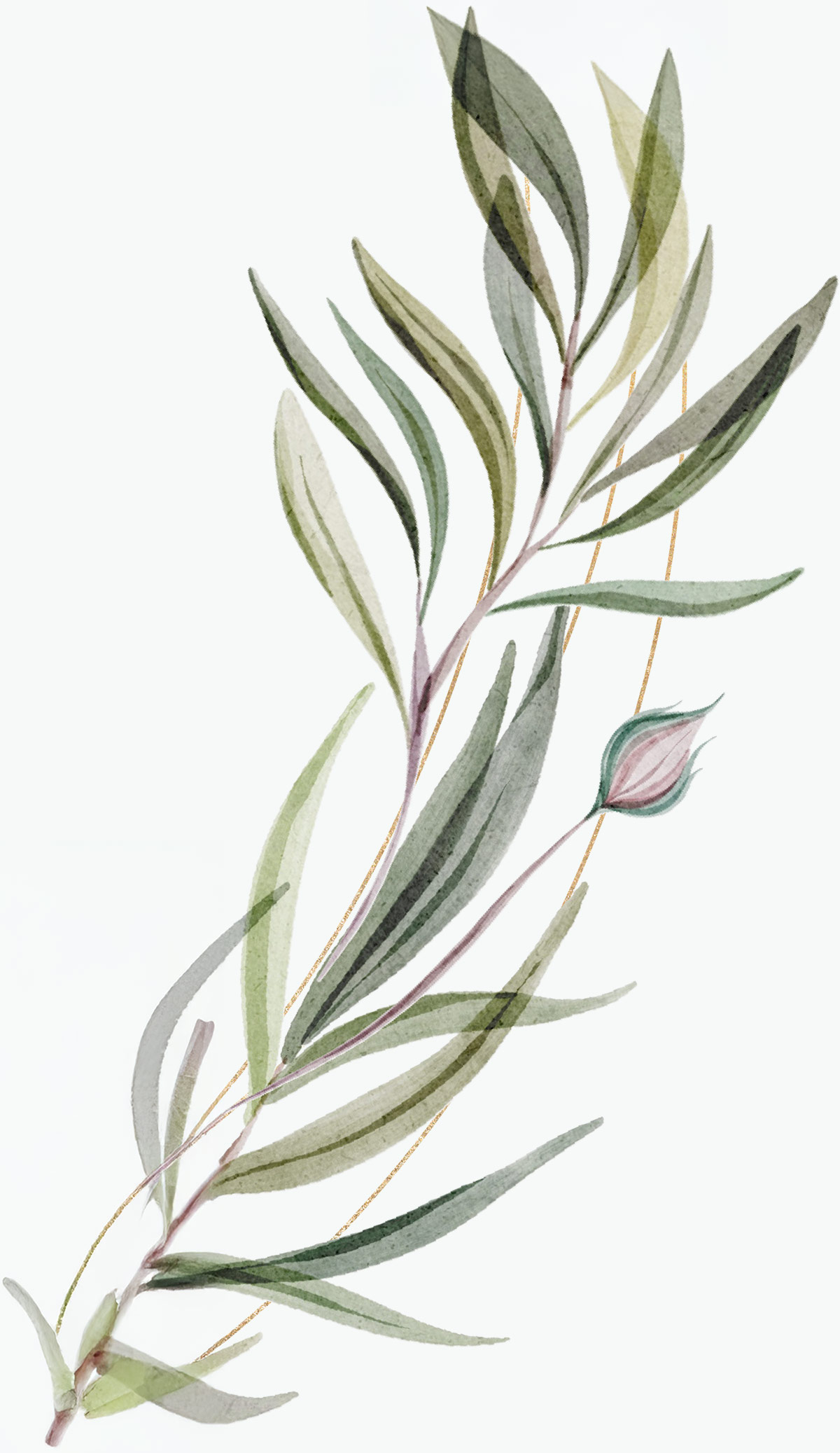 twig with leaves and a flower bulb