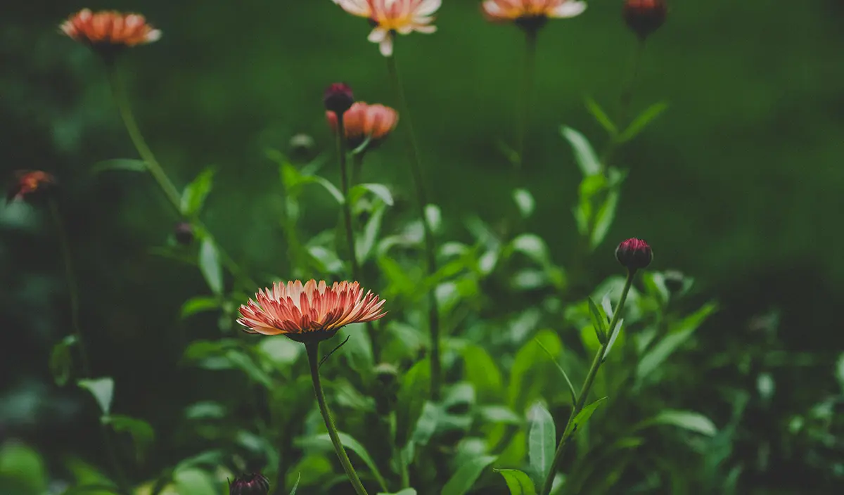 Landscape orientation outdoor digital stock photograph close-up of numerous flowers in focus within nature while in the blurred out background behind everything are other greenery leaves and such