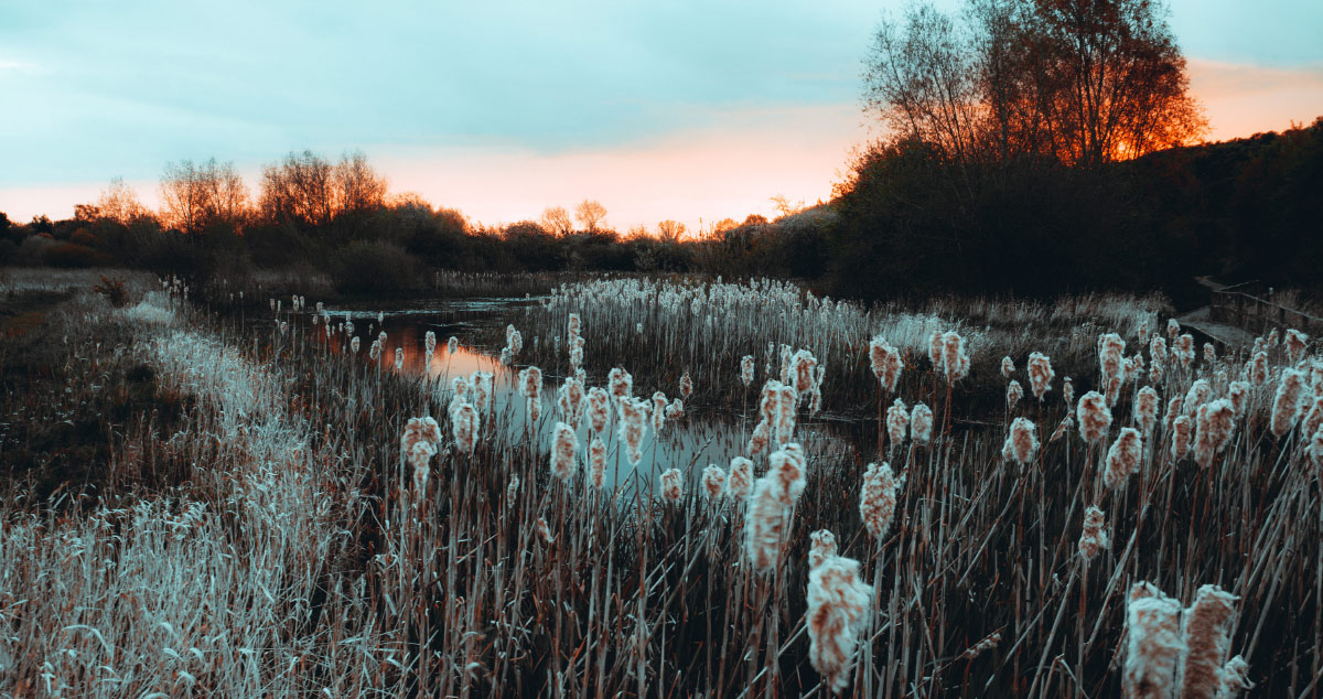 grasslands with weeds