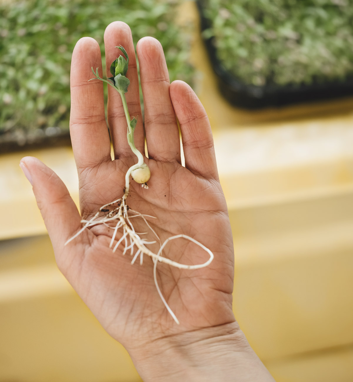 Open palm holding a small sprouted plant showing its stem, seed, and delicate root system.