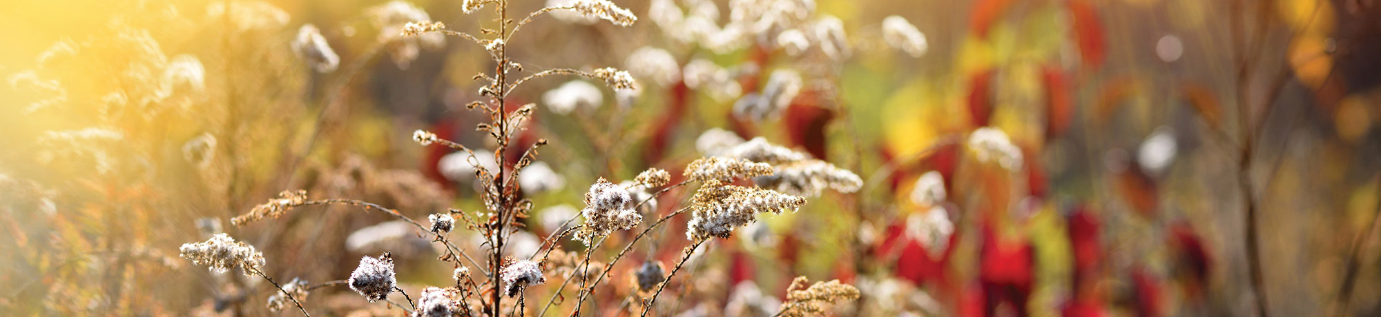 A close-up photograph of wild goldenrod and dried plants bathed in warm autumn sunlight with soft background foliage.   